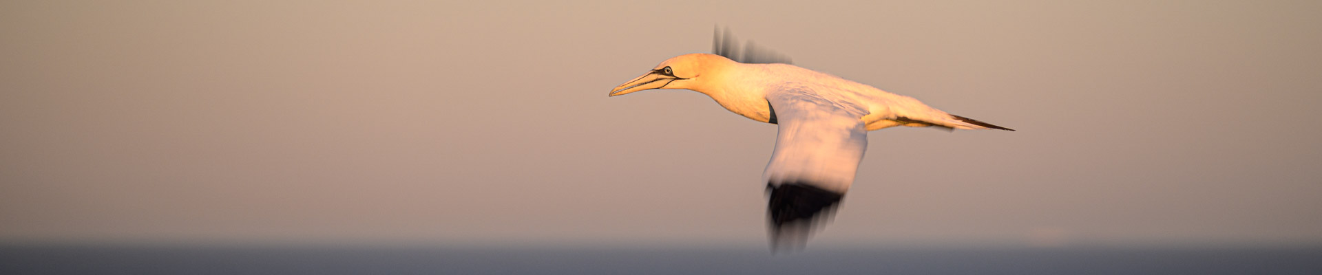 Basstölpel auf Helgoland