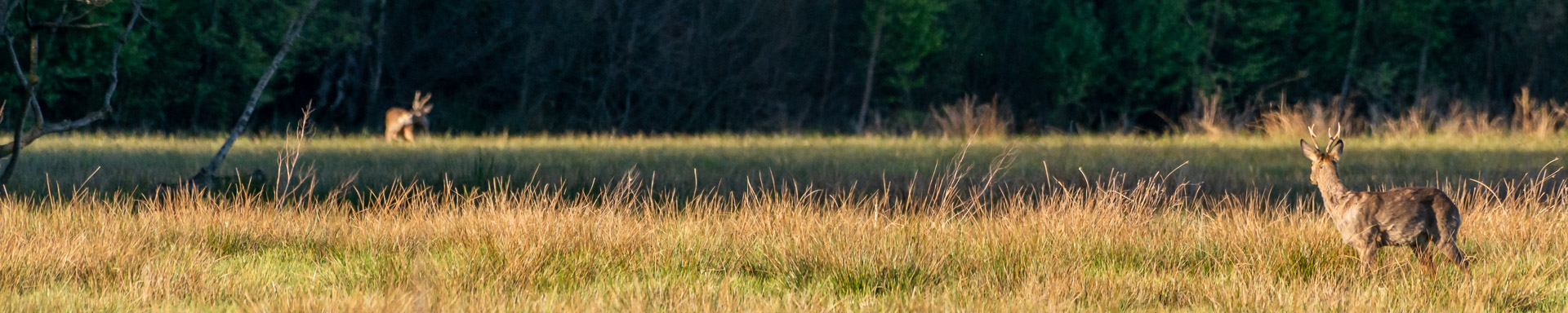 Rehböcke im Ahrensfelder Moor, Capreolus capreolus