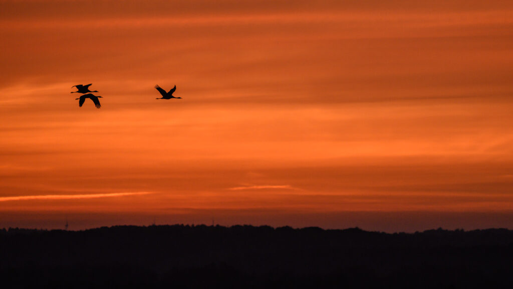 Kraniche bei Sonnenaufgang über dem Huvenhoopsmoor