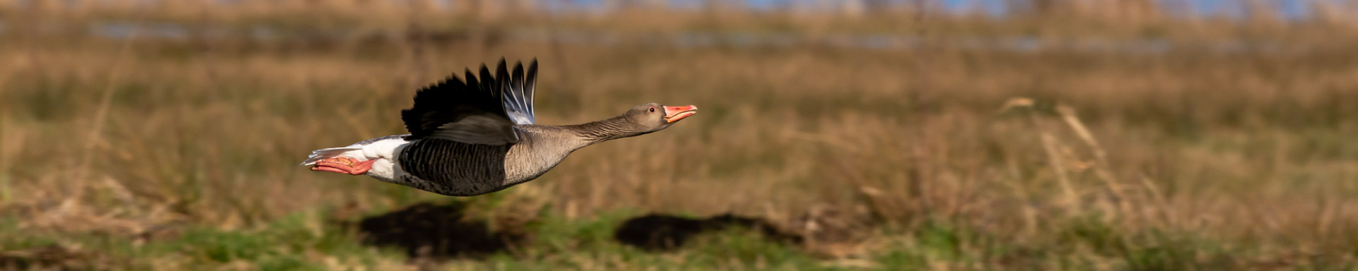 Graugans, Tiefflug, Anser anser