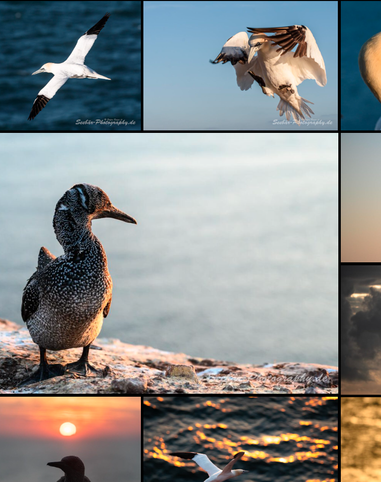 Neue Bilder der Fotoseiten