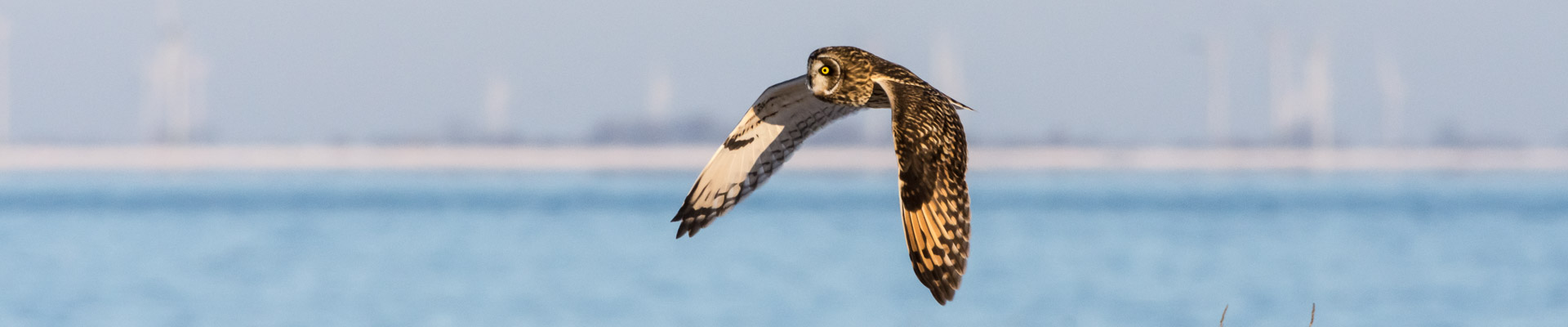 Sumpfohreule, Asio flammeus