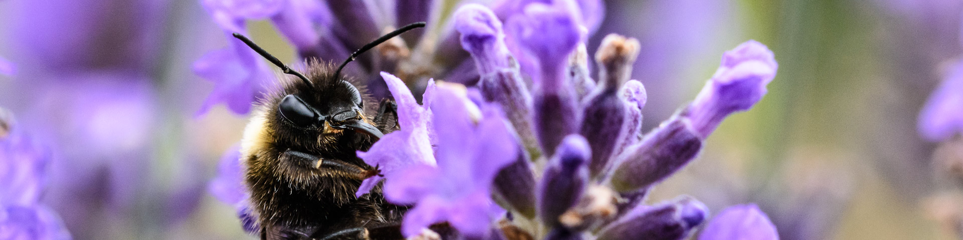 Gartenhummel im Lavendel