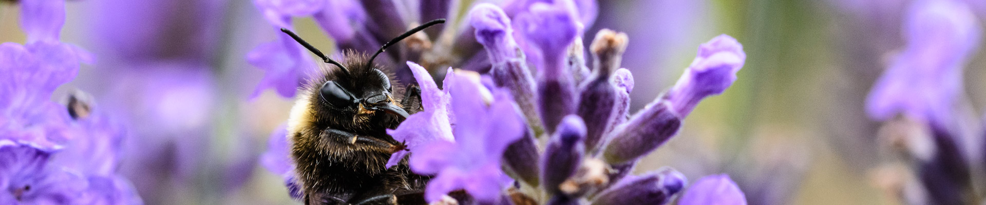 Bienen und Hummeln