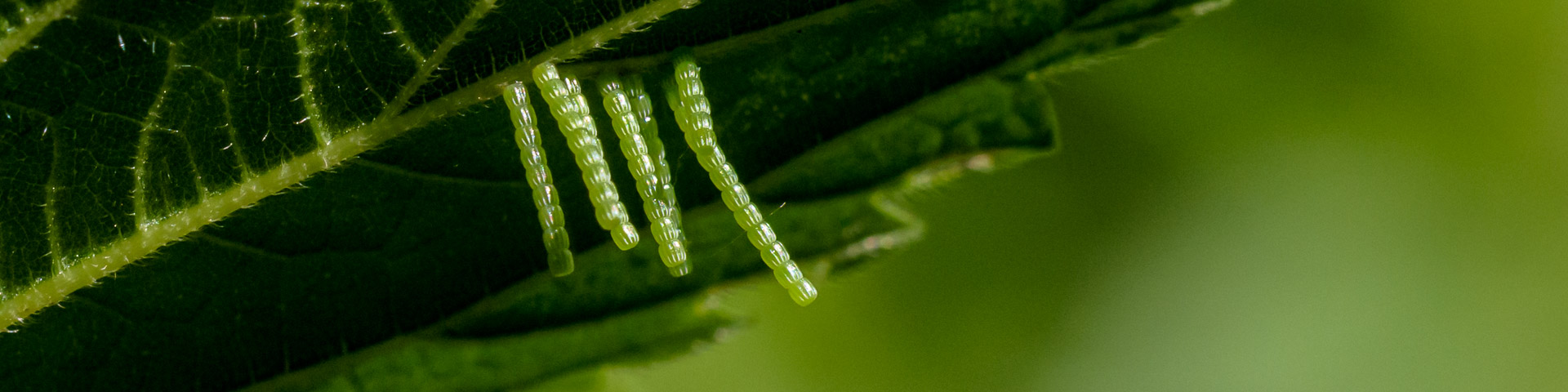 Landkärtchen, Araschnia levana