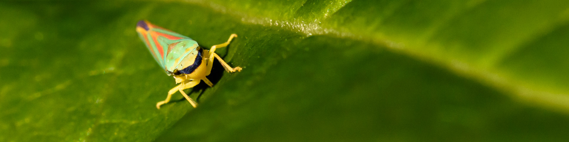 Rhododendronzikade, Graphocephala fennahi