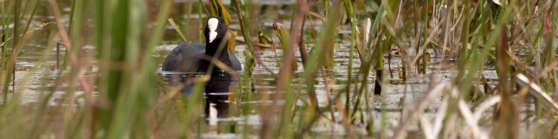 Blesshuhn, Fulica atra