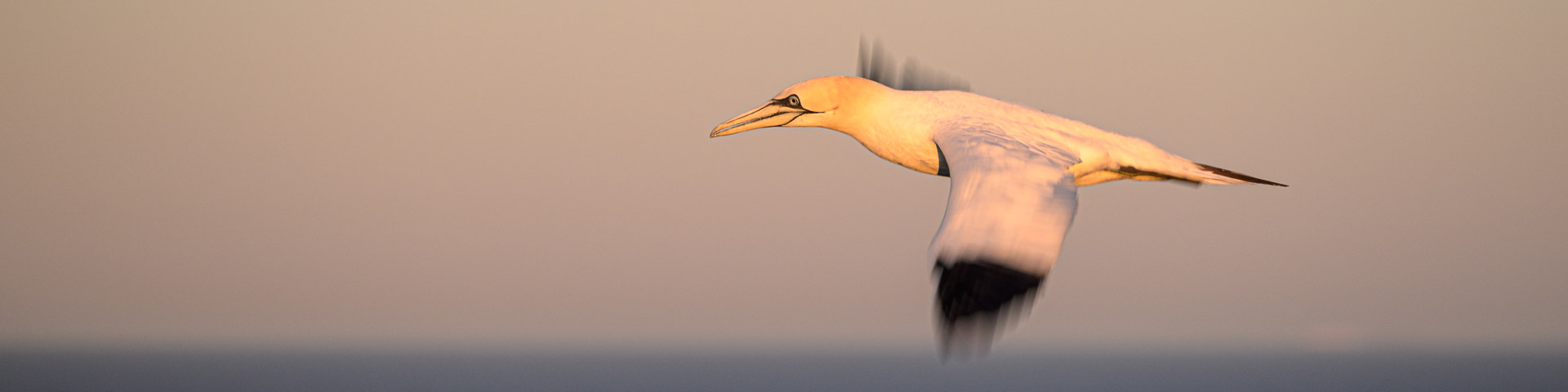 Basstölpel auf Helgoland